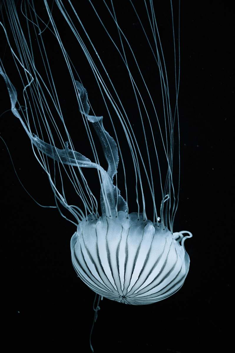 sea life white jellyfish jellyfish